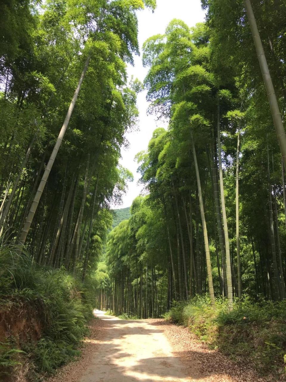 Moganshan Bamboo View Guesthouse Deqing Екстер'єр фото