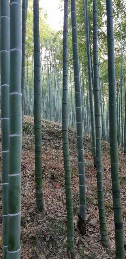 Moganshan Bamboo View Guesthouse Deqing Екстер'єр фото